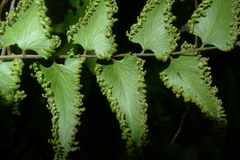 Lygodium reticulatum
