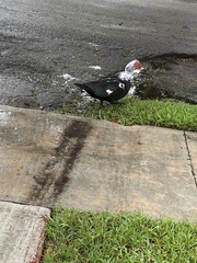 Cairina moschata domestica