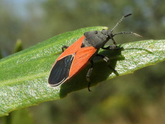 Melanopleurus belfragei