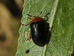 Plagiodera arizonae