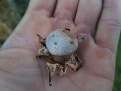 Myriostoma coliforme