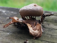 Myriostoma coliforme