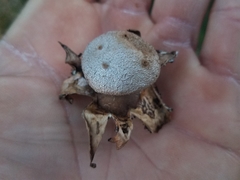 Myriostoma coliforme