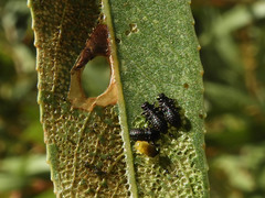 Plagiodera arizonae