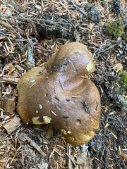 Suillus punctatipes