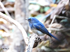 Cyornis hainanus