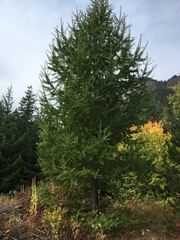 Larix occidentalis