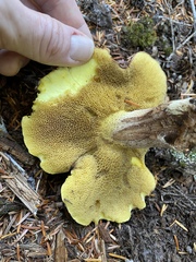 Suillus punctatipes
