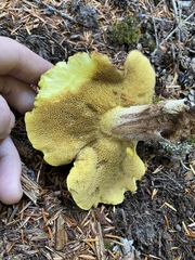 Suillus punctatipes