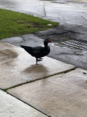 Cairina moschata domestica