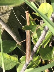 Tenodera angustipennis