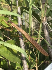 Tenodera angustipennis
