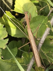 Tenodera angustipennis