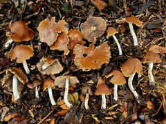 Psathyrella pseudovernalis