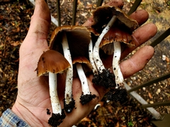 Psathyrella pseudovernalis