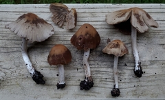 Psathyrella pseudovernalis