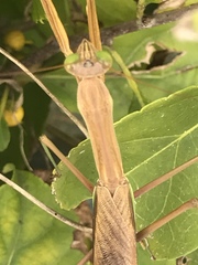 Tenodera angustipennis