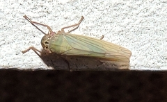 Cofana spectra