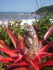 Bromelia antiacantha