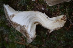 Catathelasma ventricosum