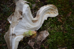 Catathelasma ventricosum
