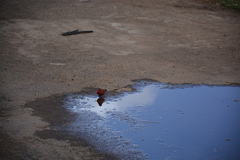 Lagonosticta rubricata