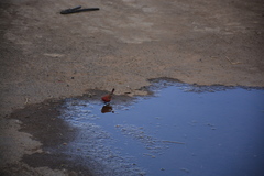 Lagonosticta rubricata