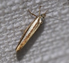 Catoryctis subparallela