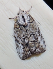 Etanna clopaea