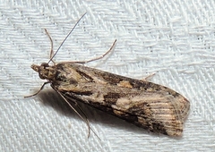 Nomophila corticalis