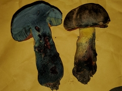 Suillellus hypocarycinus