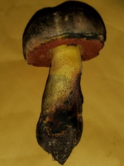 Suillellus hypocarycinus