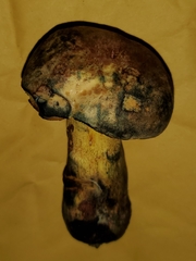 Suillellus hypocarycinus