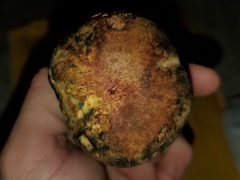 Suillellus hypocarycinus