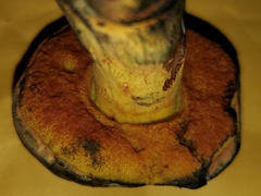 Suillellus hypocarycinus