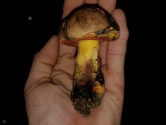 Suillellus hypocarycinus