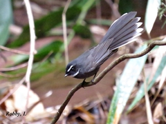 Rhipidura albicollis