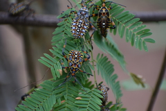 Pachylis nervosus