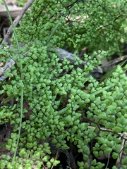 Adiantopsis dichotoma