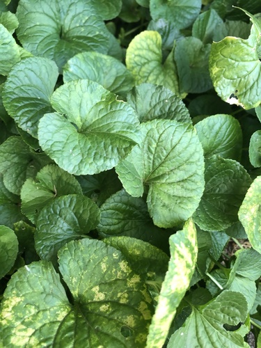 Viola odorata observed 2020-09-18