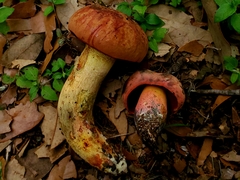 Suillellus hypocarycinus