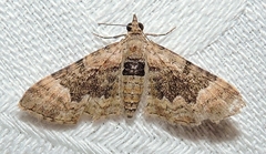 Mnesiloba eupitheciata