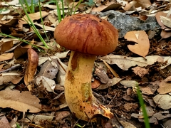 Suillellus hypocarycinus
