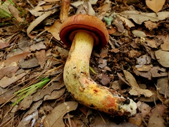 Suillellus hypocarycinus