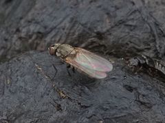 Lasiomma seminitidum