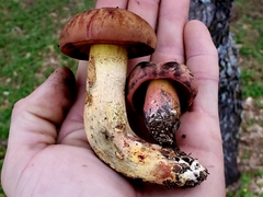 Suillellus hypocarycinus