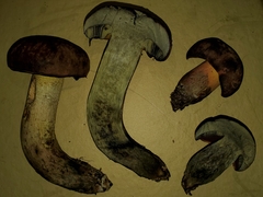 Suillellus hypocarycinus