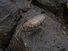 Lasiomma seminitidum