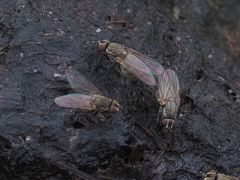 Lasiomma seminitidum