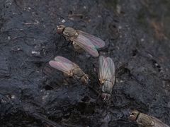 Lasiomma seminitidum